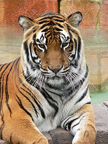 220px-Panthera_tigris7.jpg