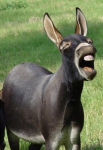donkey-laughing.jpg