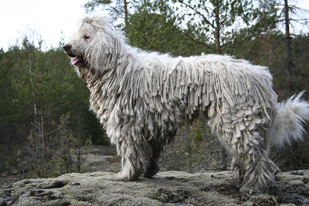 Komondor-211.jpg